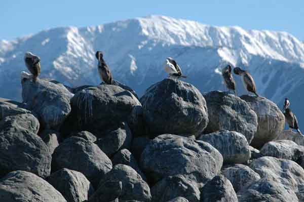 Cormorán - Nueva Zelanda 4.jpg